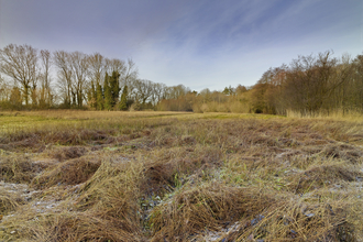 Grasses and trees at Lolly Moor