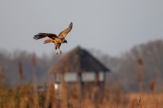 A marsh harrier hunting over the reedbeds at Hickling Broad and Marshes. You can see one of the hides blurred in the background.