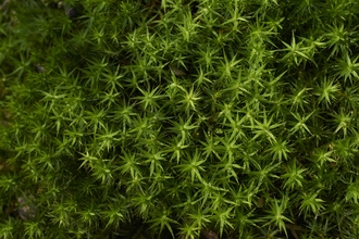 Tiny green water plants pointing upwards