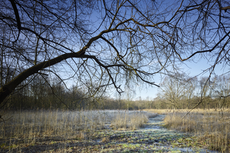A frosty scene with a leafless tree in the foreground and icy grasses in the background