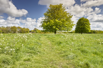 Large trees, green grass and plants at New Buckenham Common