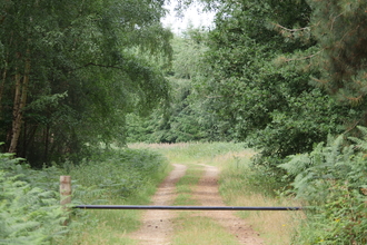 A path at Weeting through the woods