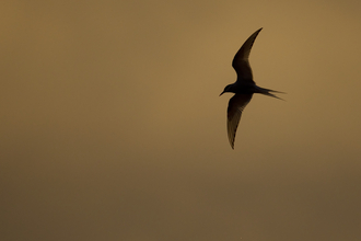 Silhouette of an Arctic tern against a mustard-coloured sky