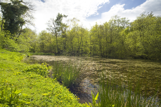 Lush green grass and trees overlooking a body of water with lots of water plants growing in it