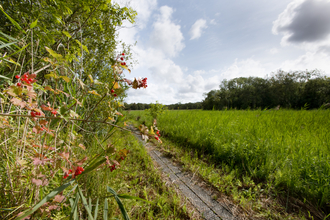 A path in a green field, with a bush full of flowers on the left