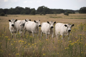 British white cattle in a field of yellow flowers