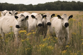 British white cattle in a field of yellow flowers