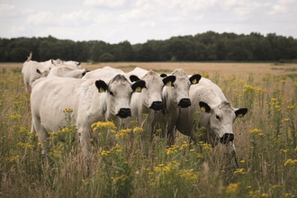 White cattle in a field of yellow flowers
