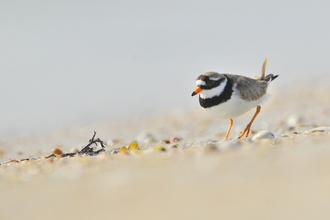 A ringed plover on a shingle beach