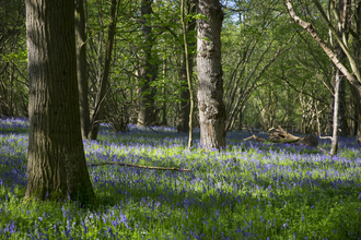 A spring woodland carpeted in bluebells on a sunny day