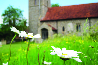 Ox-eye daisies growing in a churchyard meadow