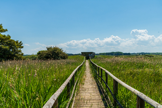 A narrow wooden path with handrails stretches out across the horizon, surrounded by fields of tall green grass