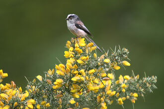 A long-tailed tit perched on yellow gorse at Sweet Briar Marshes 