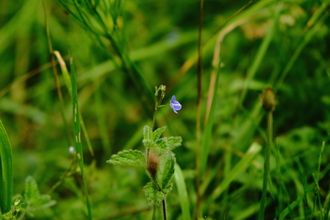 A purple-blue wildflower grows amongst green grass