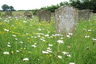 Churchyard with oxeye daisies and gravestones