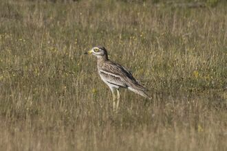 Stone curlew standing in a field at Weeting