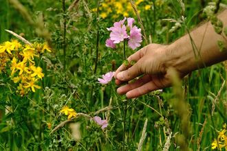 Hand reaching out and holding a pink wildflower in a meadow