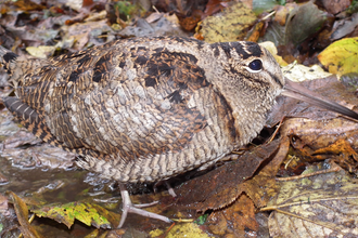 A brown woodcock bird merging in with its background