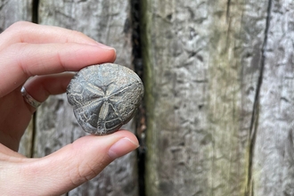 A round, grey fossil being held against wooden posts in the background