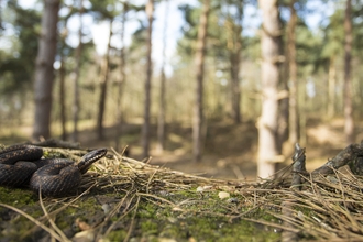 An adder in a woodland.