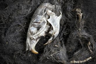A barn owl pellet in close-up