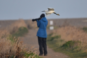 A photographer taking photos as a little egret flies past behind her. 