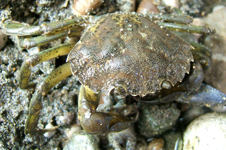 A brown shore crab close up, as it sits on some stones, with its legs visible