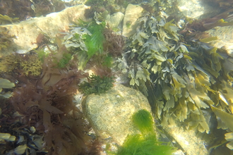 A rockpool viewed close up, with rocks and marine plants
