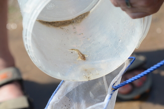 A clear plastic bucket containing a tiny marine creature