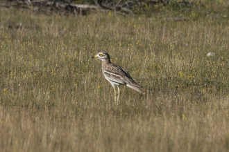 A stone curlew standing in a grassy field