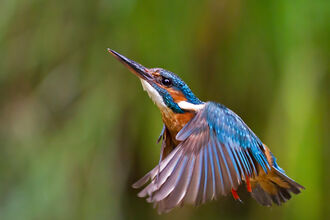A kingfisher hovering close to the camera, looking upwards, in front of a blurred background