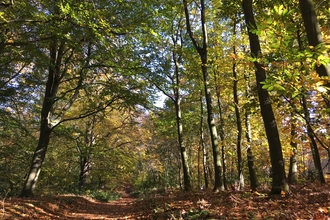 A clearing of trees in a forest