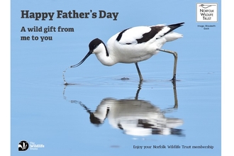 An avocet feeds in water