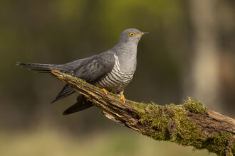 cuckoo on branch