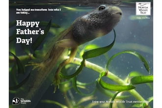 An tadpole swims underwater