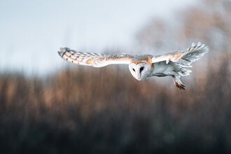 Barn owl in flight with wings outstretched