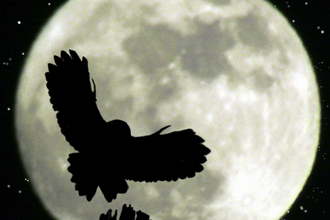 A tawny owl silhouetted in black against a large full moon
