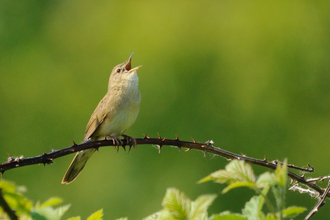 Grasshopper warbler singing on a bramble branch