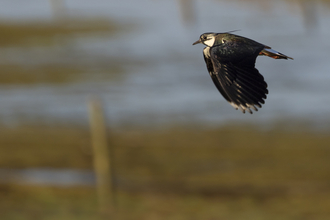 A lapwing flying. It has thick rounded wings with white tips, a white head, short bill and spikey quiff on its head.