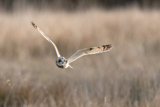 A short-eared owl flying low over a field.