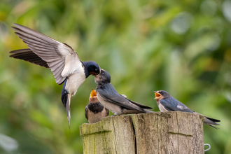 A swallow feeding one of three juveniles sitting on a wooden post