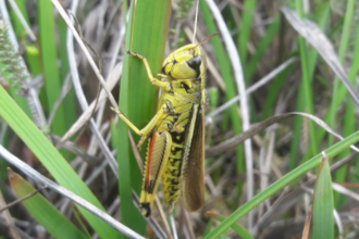 A large green marsh grasshopper (try saying that three times fast!) clinging to a blade of grass.