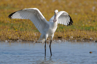 A spoonbill wit it's large white wings with black tips outstretched. It has a large flat bill and long black legs. 