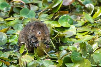 Water vole surrounded by little green leaves, holding one with their hands and snacking on it