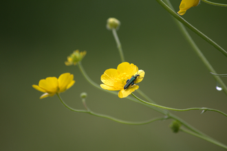 Little green and black bug sitting on a yellow buttercup
