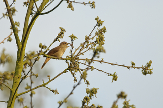 A little brown nightingale singing on a bare branch of a tree. 