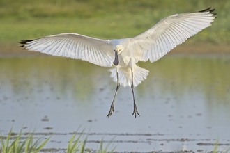 Spoonbill coming in to land