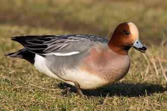 Waterfowl on a grassy bank