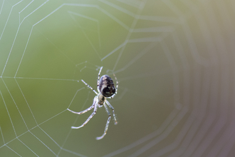 A spider with white and black colouring on a web.