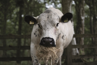 A beautiful British white cow eating hay and staring directly at the camera. It is white white a black nose and ears.